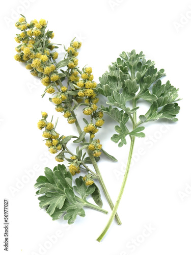 Absinthium  (Artemisia absinthium)