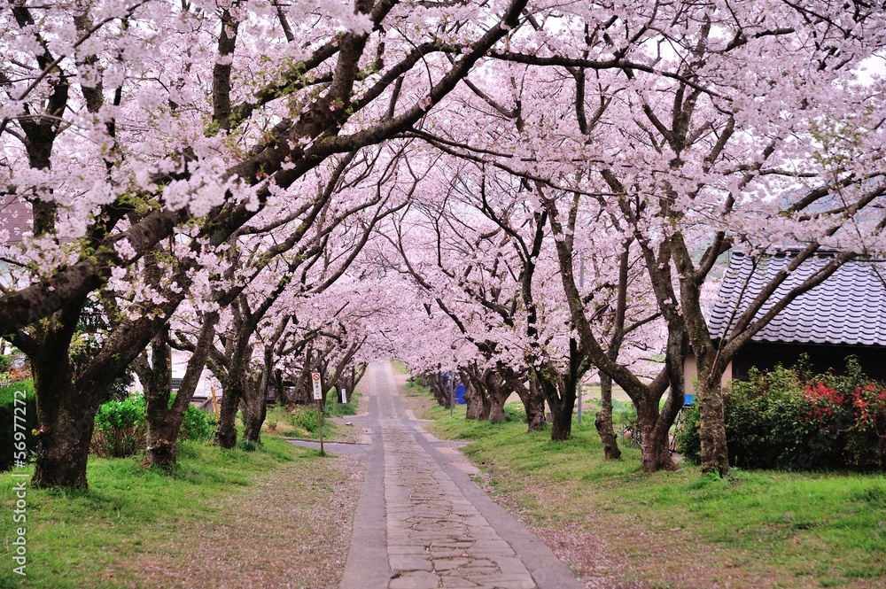 桜のアーチ