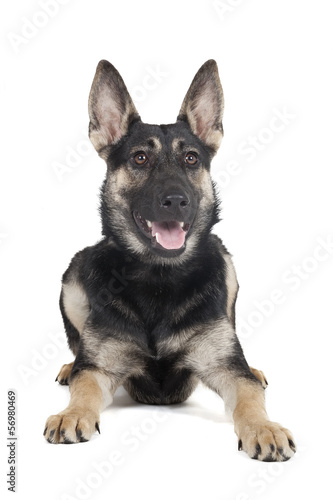 dog on a white background in studio