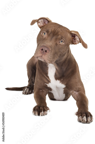 dog breed pit bull on a white background in studio © vivienstock