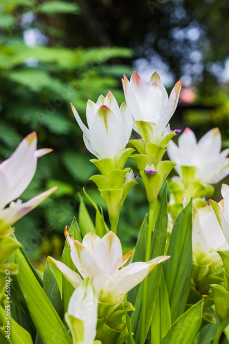 Siam tulip flowers
