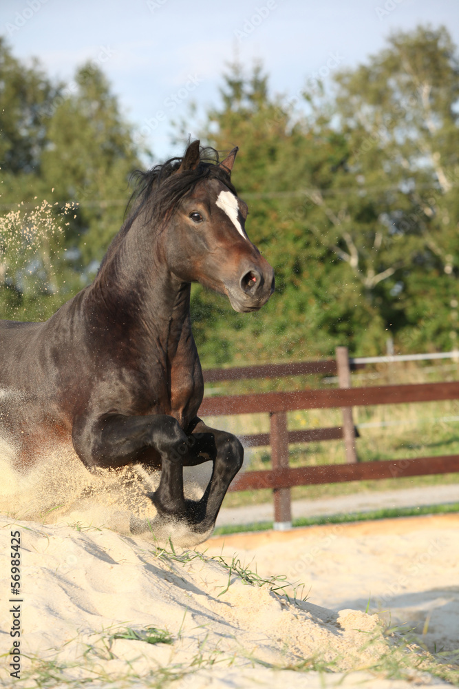 Gorgeous brown welsh cob jumping Gorgeous brown welsh cob jumping