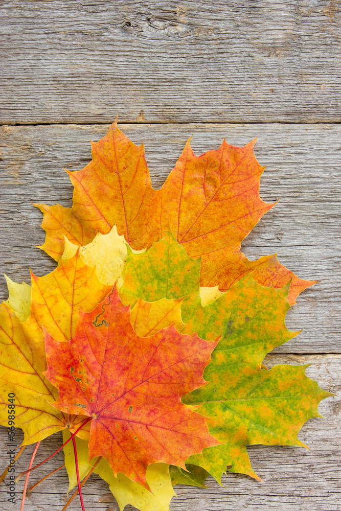 Bunch of autumnal leaves on the planks Bunch of autumnal leaves on the planks