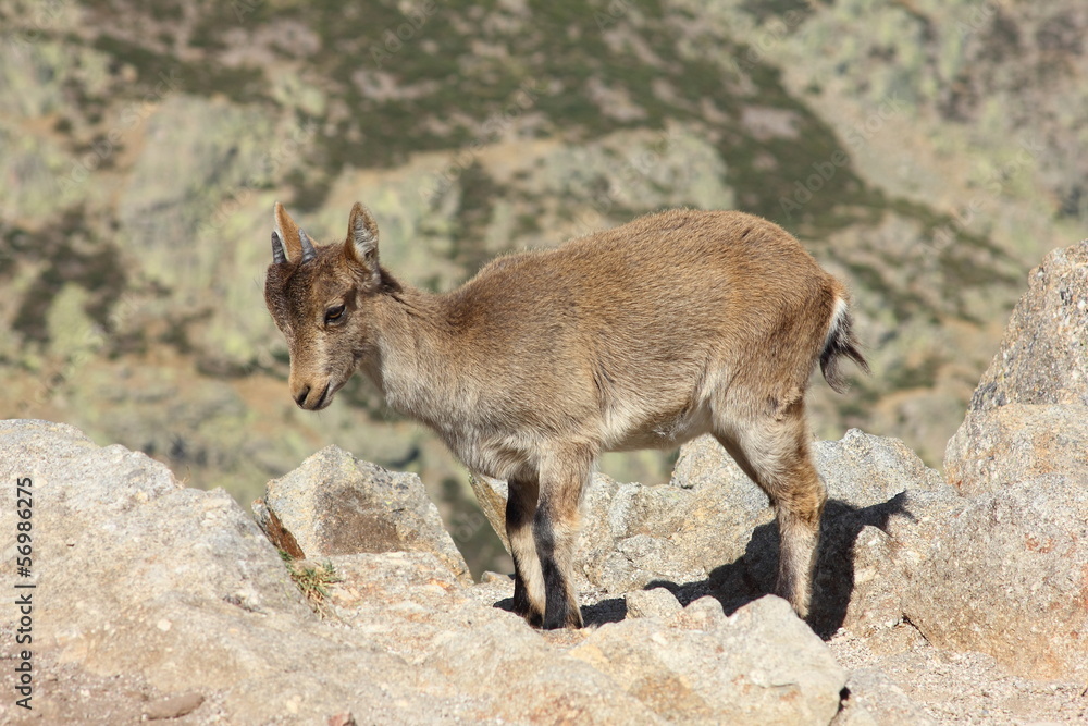 Fototapeta premium Cría de Cabra Montés. Capra pyrenaica victoriae. Gredos, Avila