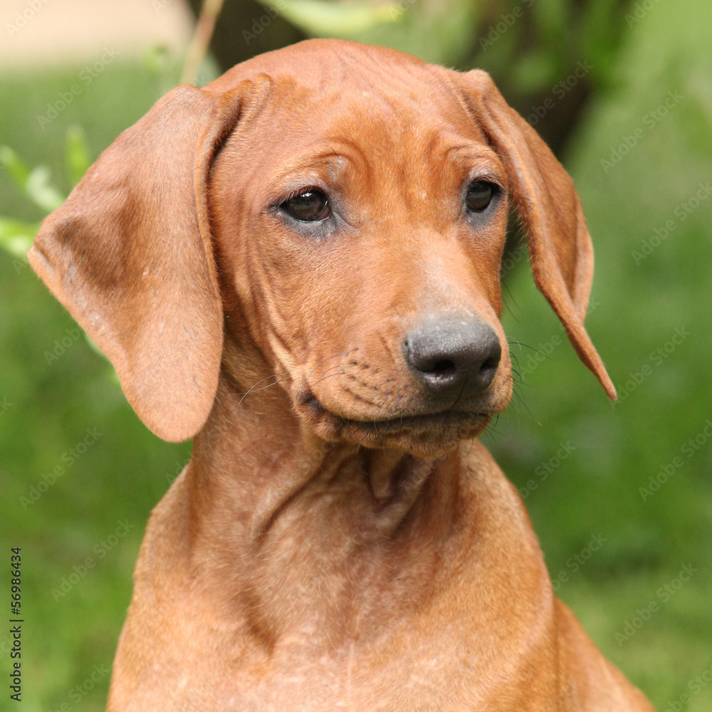 Rhodesian ridgeback puppy in the garden Rhodesian ridgeback puppy in the garden