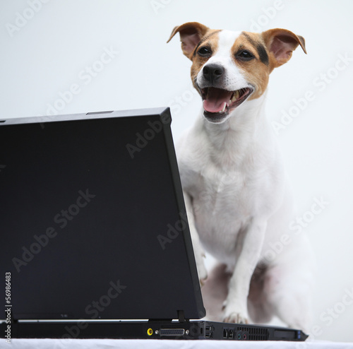 Jack russell terier with notebook