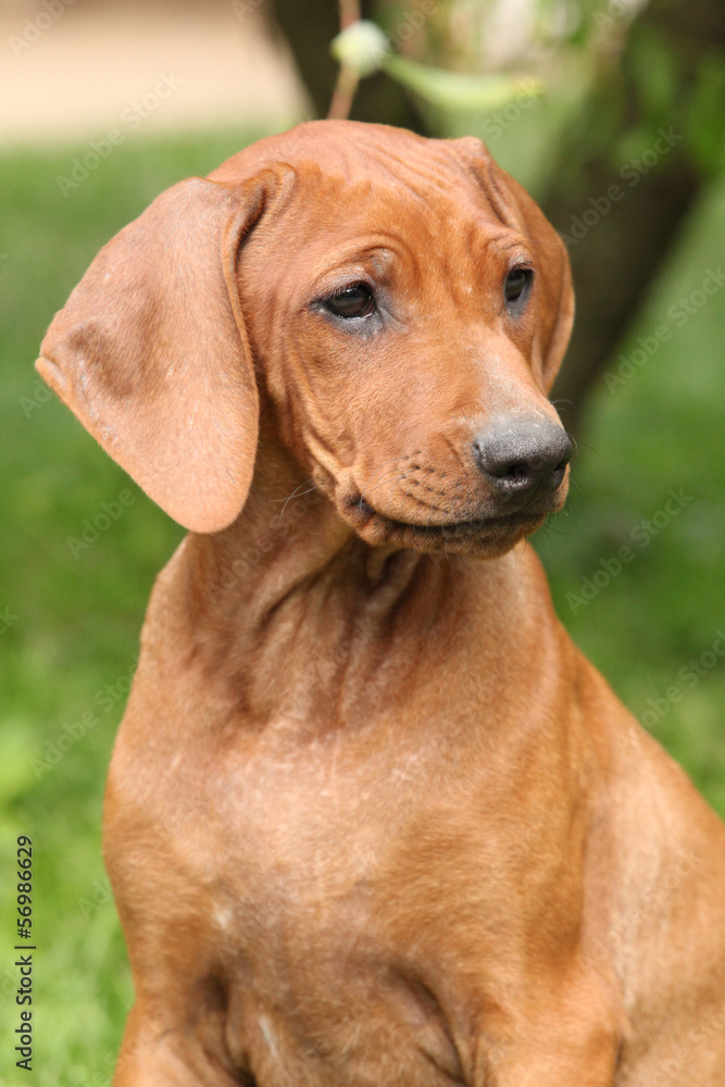 Rhodesian ridgeback puppy in the garden Rhodesian ridgeback puppy in the garden