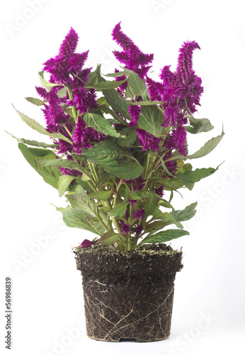 Pianta con fiori viola senza vaso