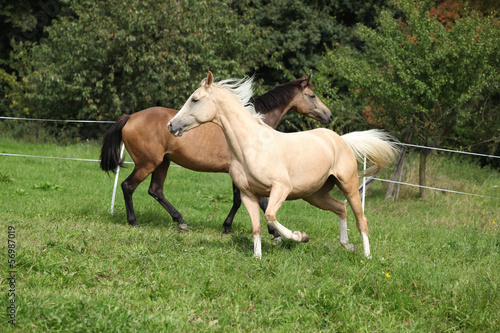 Two palomino horses running