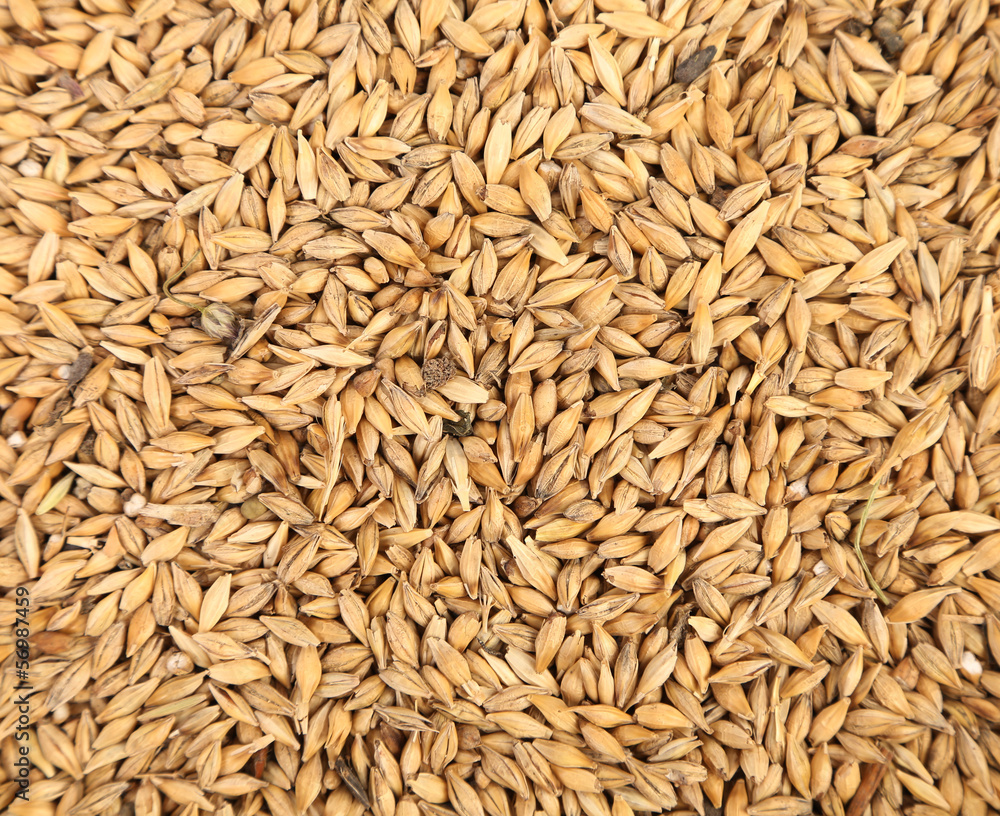 Close up of wheat grains. Close up of wheat grains.