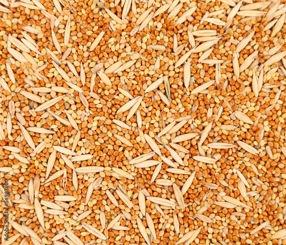 Closeup of wheat grains and seeds.