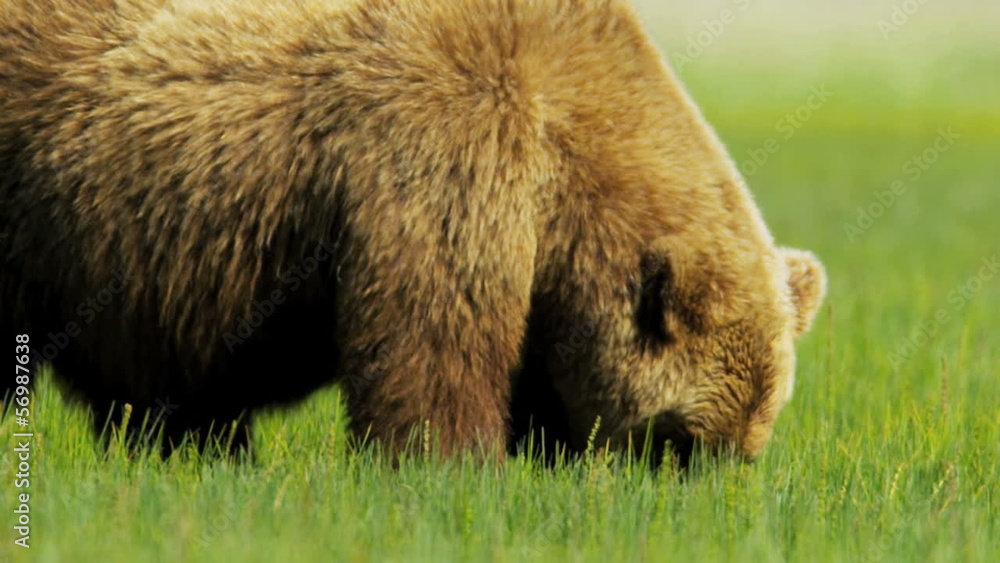 Large Brown Bear feeding in summer on Wilderness grasslands Large Brown Bear feeding in summer on Wilderness grasslands