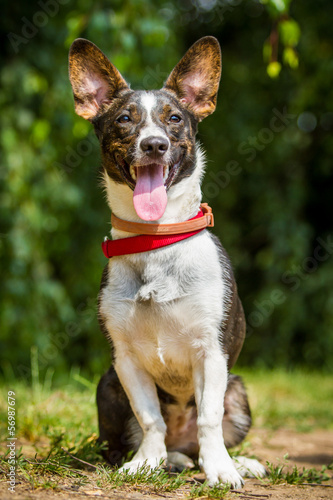 Mischlingshund © hemlep