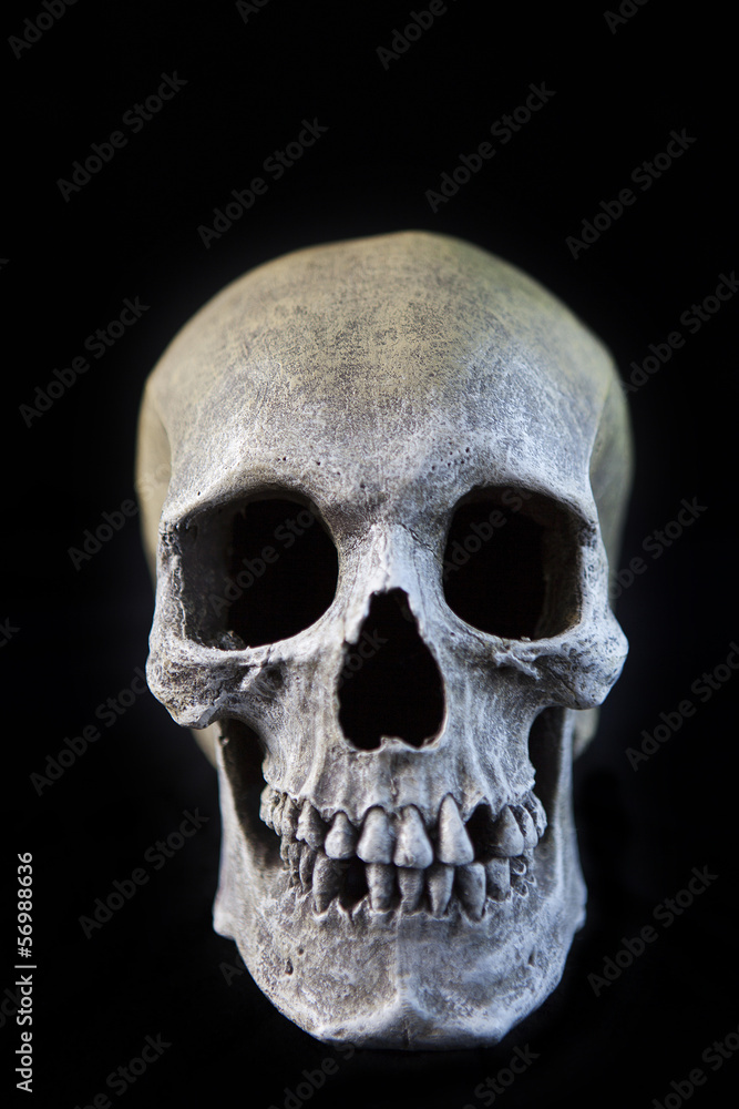 Scary Human Skull