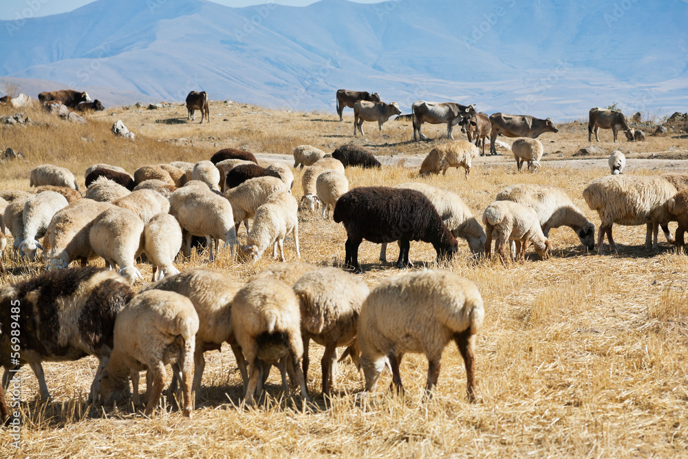 flock of sheep grazing on autumn grass flock of sheep grazing on autumn grass