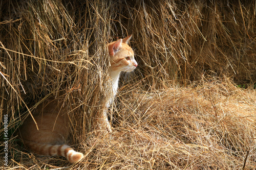 Warrantable, ginger cat hunts mice in the hay.