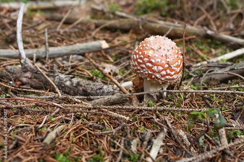 mushroom growing in coniferous forest, (Amanita muscaria)