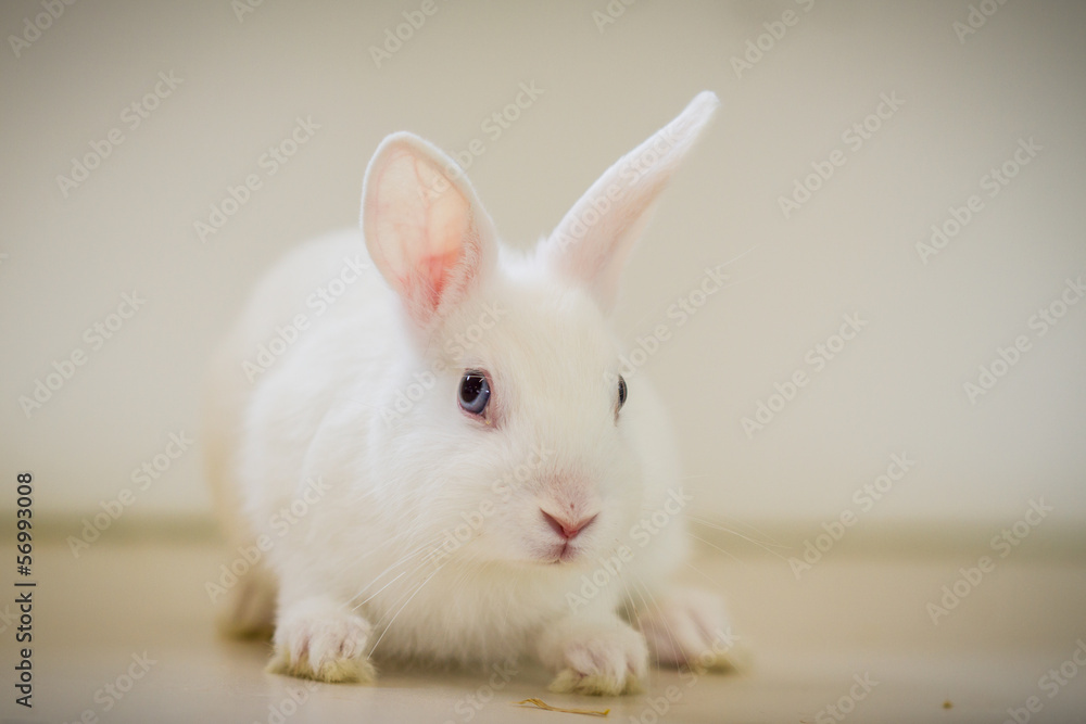 Weißes Kaninchen mit blauen Augen