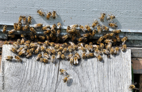 bee hive with bees on it