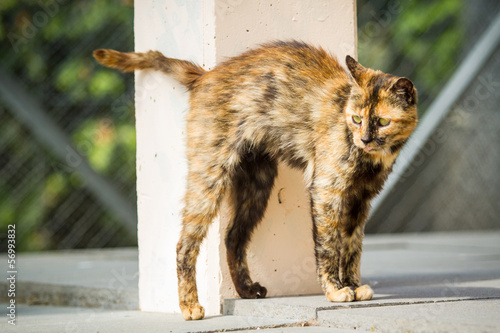 Alte Katze an einer Säule photo