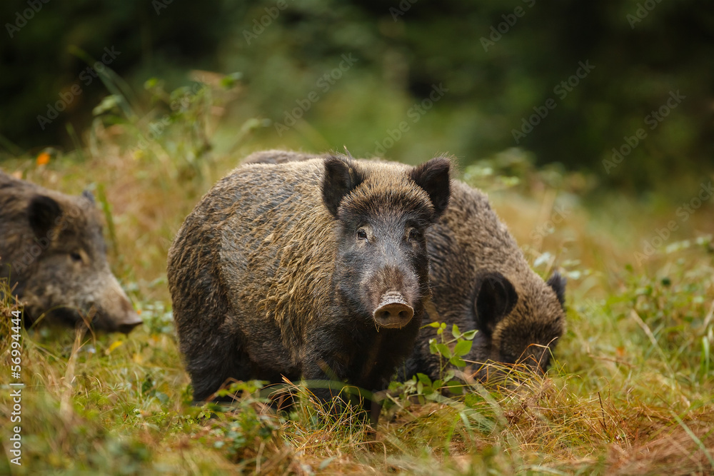 Wild boar sounder in dense undergrowth Wild boar sounder in dense undergrowth