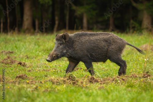 Wild boar on the move