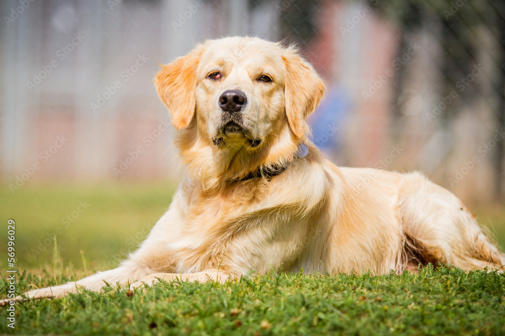 Obraz premium Golden Retriever