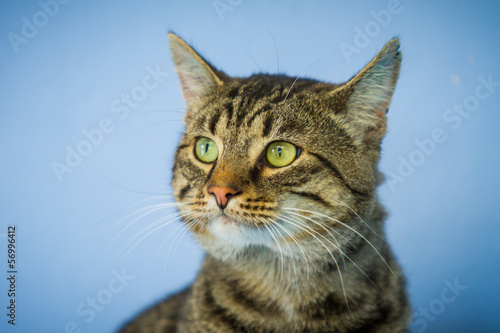 Katzenportrait vor blauer Wand © hemlep