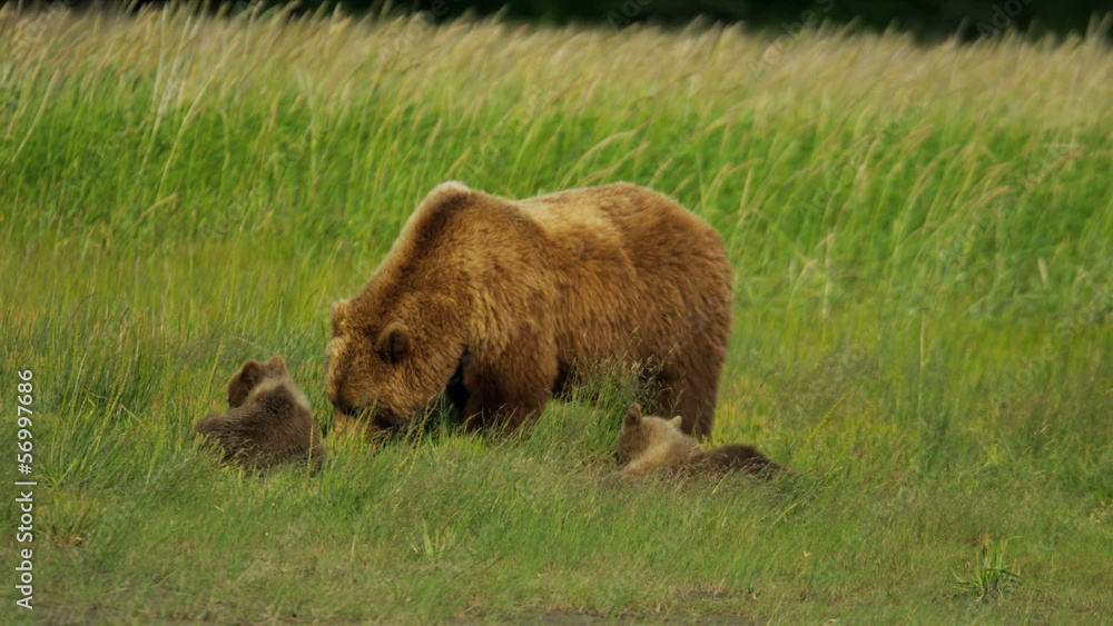 Female Bear with cubs feeding on summer vegetation, Alaska, USA Female Bear with cubs feeding on summer vegetation, Alaska, USA