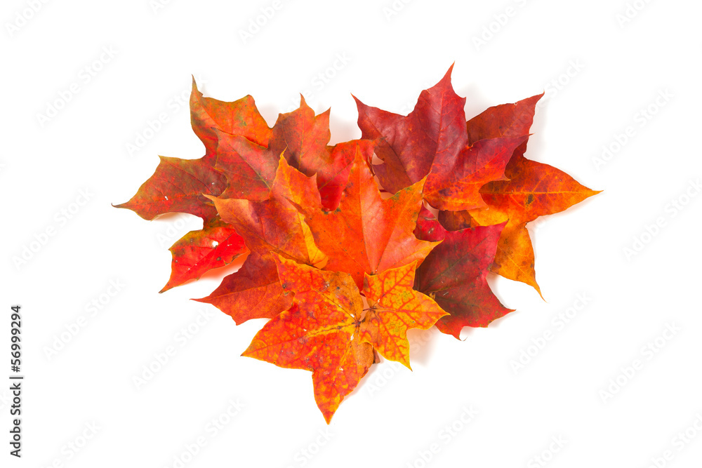 Fototapeta premium autumn maple leaves, heart shape