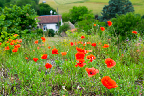 Red poppies in France