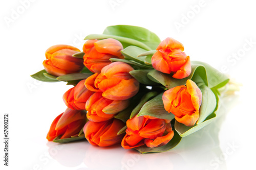 Orange Dutch tulips