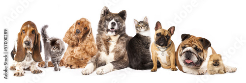 Group of dogs and cat different breeds, cat and dog