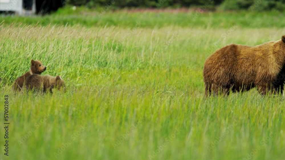 Young Brown Bear cubs inquisitive of their surroundings Young Brown Bear cubs inquisitive of their surroundings