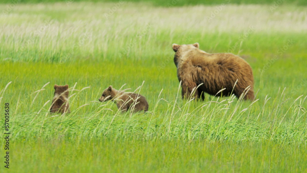 Young Brown Bear cubs relaxing guarded by adult female, Alaska, USA Young Brown Bear cubs relaxing guarded by adult female, Alaska, USA