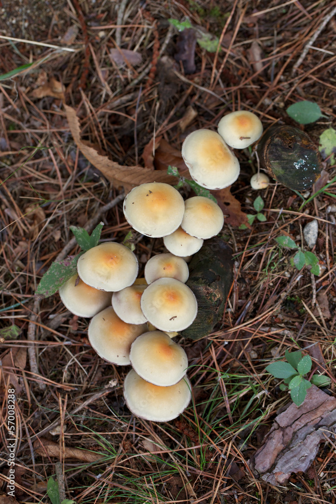 funghi funghi