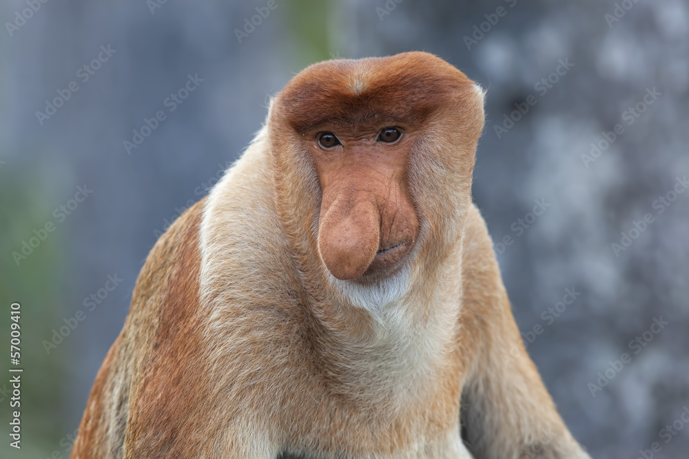 Naklejka premium Proboscis monkey