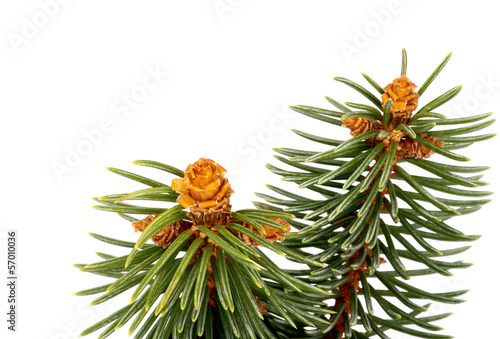 Green Spruce Branch