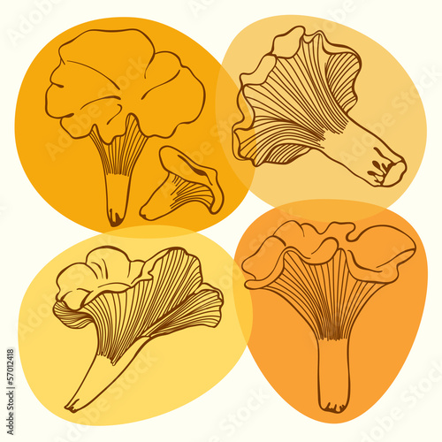 Set of chanterelle mushrooms. Vector illustrations .