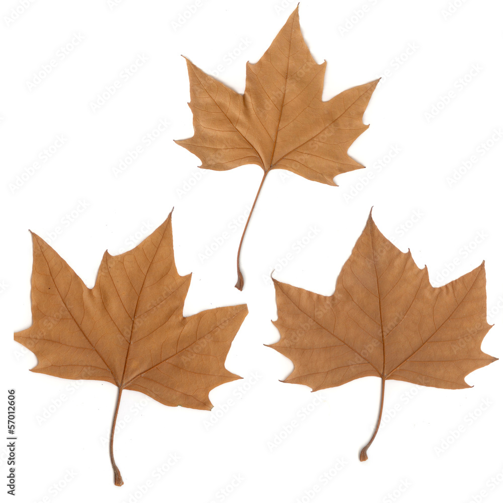 maple leaf maple leaf