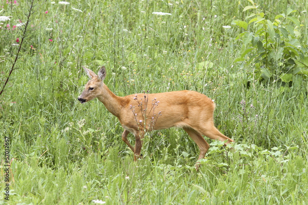 Naklejka premium roe deer doe walking
