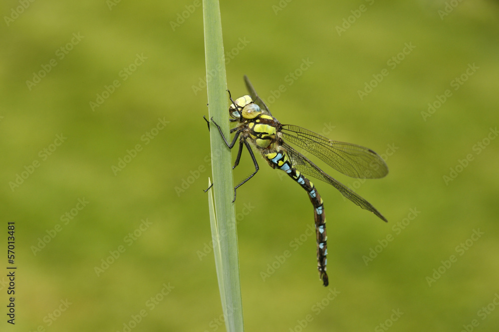 Southern hawker or aeshna, Aeshna cyanea Southern hawker or aeshna, Aeshna cyanea