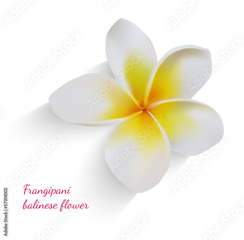 Balinese flower frangipani