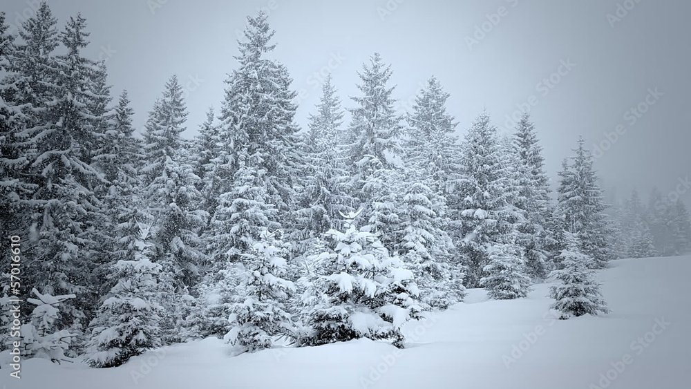 Snow covered fir trees in mountains Snow covered fir trees in mountains