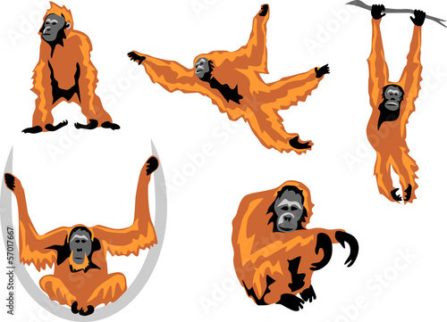 orangutan