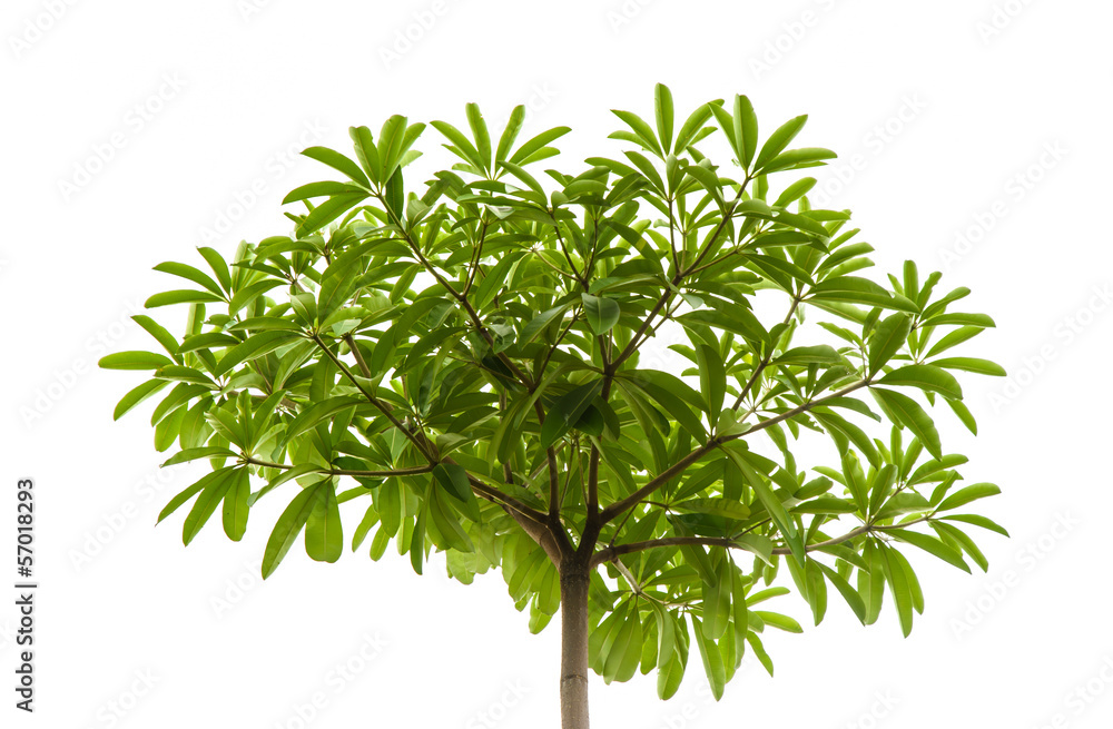 small leaf at single high tree