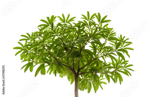 small leaf at single high tree