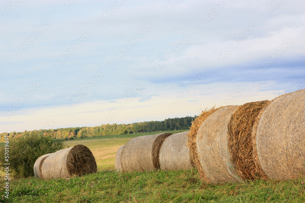 Straw rolls in the meadow
