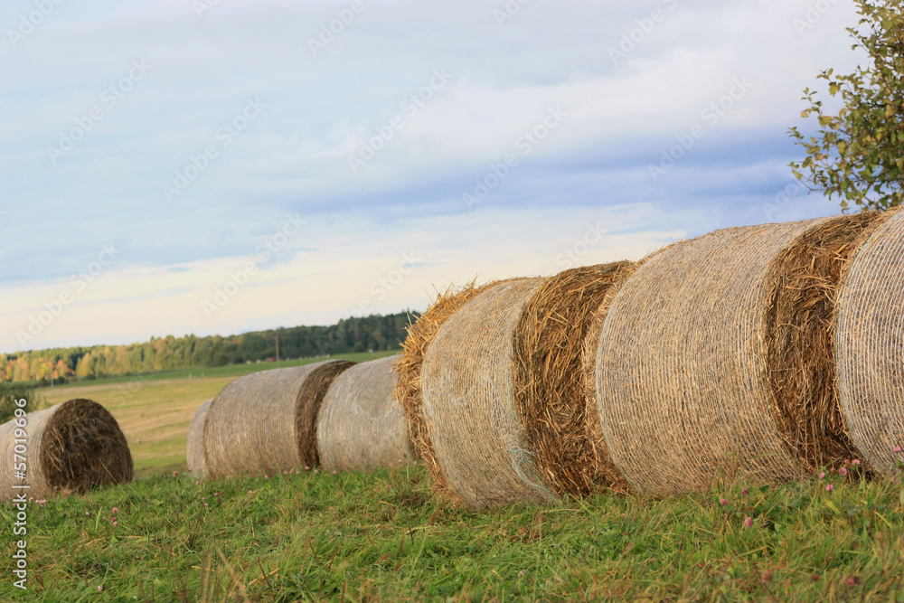 Straw rolls in the meadow