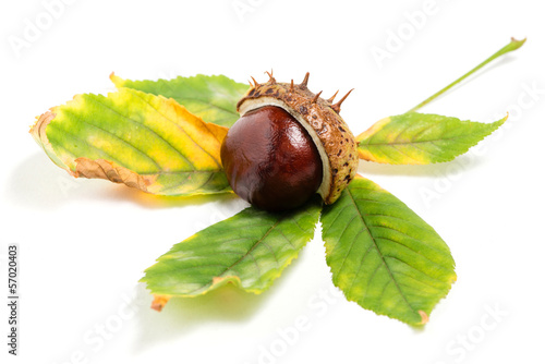 Chestnut with colorful leaf on white background